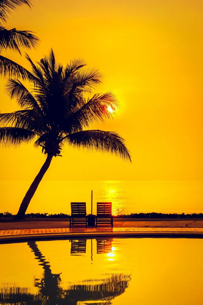 Palm tree silhouetted against a golden sunset