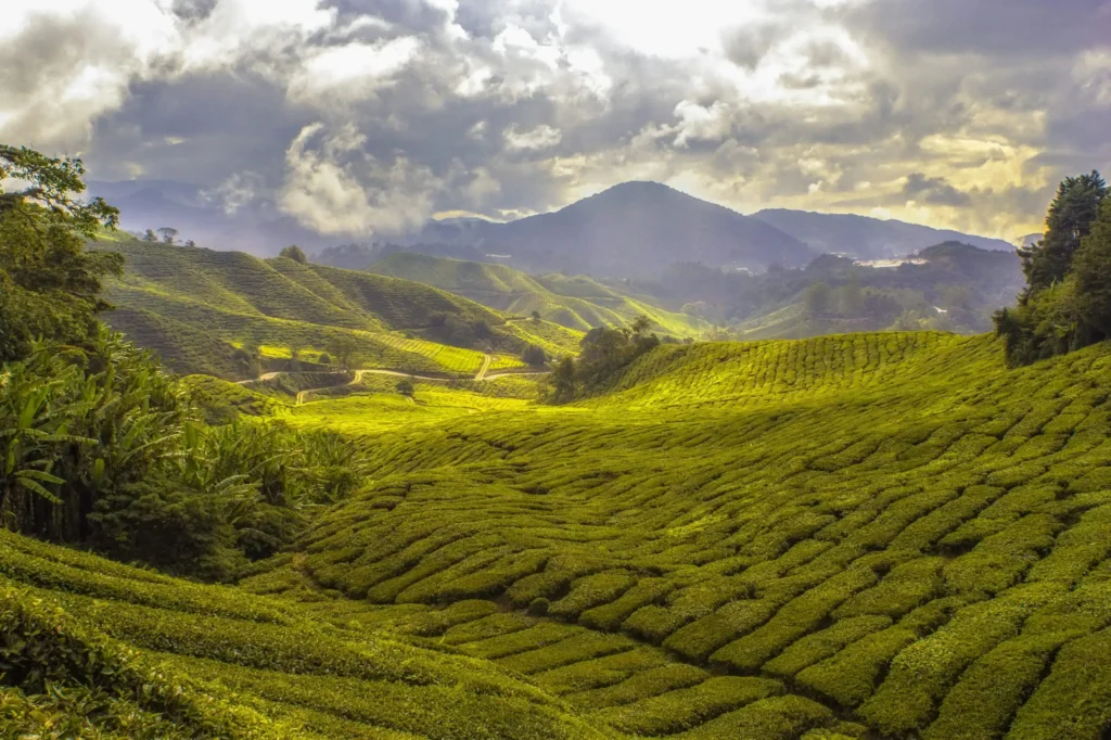 Green hills and farmland under cloudy sky