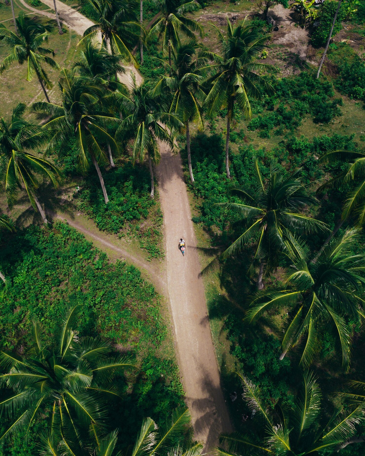 Dense tropical forest with tall palm trees
