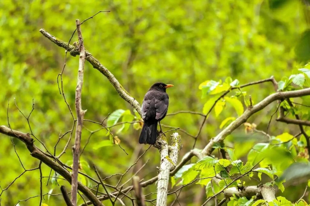 Bird perched on a branch in a green forest